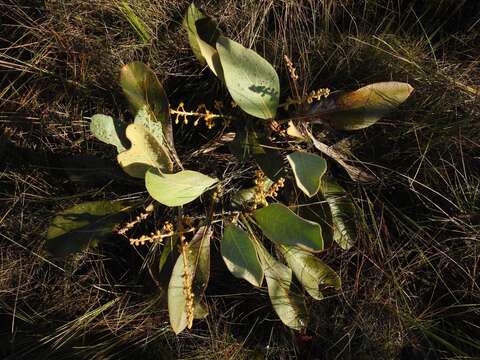 Image of Byrsonima verbascifolia (L.) DC.