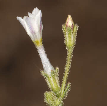 Image of desert pale gilia