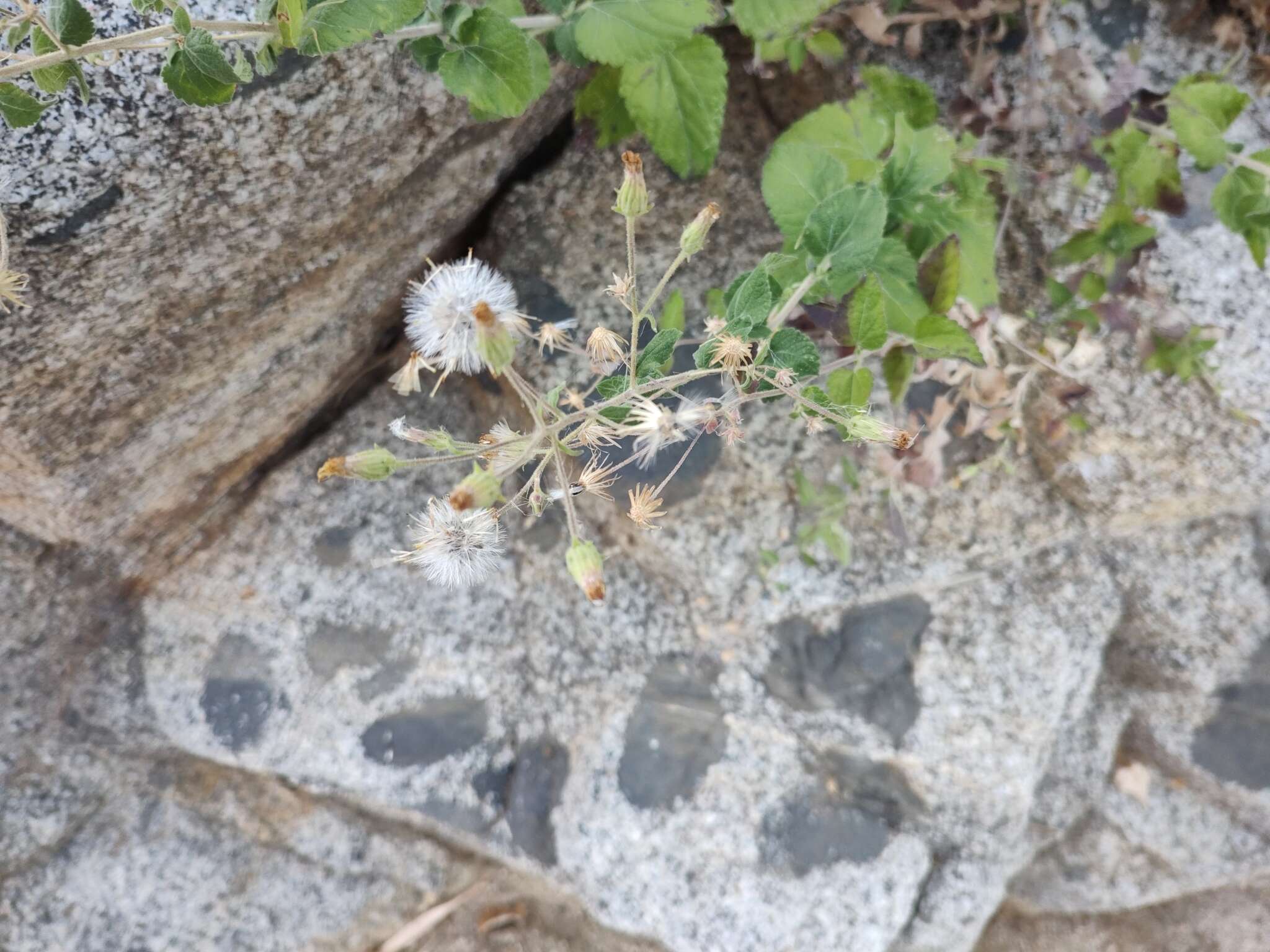 Image de Brickellia peninsularis Brandeg.