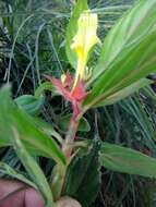 Image of Columnea sulfurea Donn. Sm.