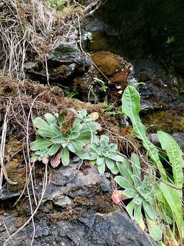 Imagem de Saxifraga cotyledon L.