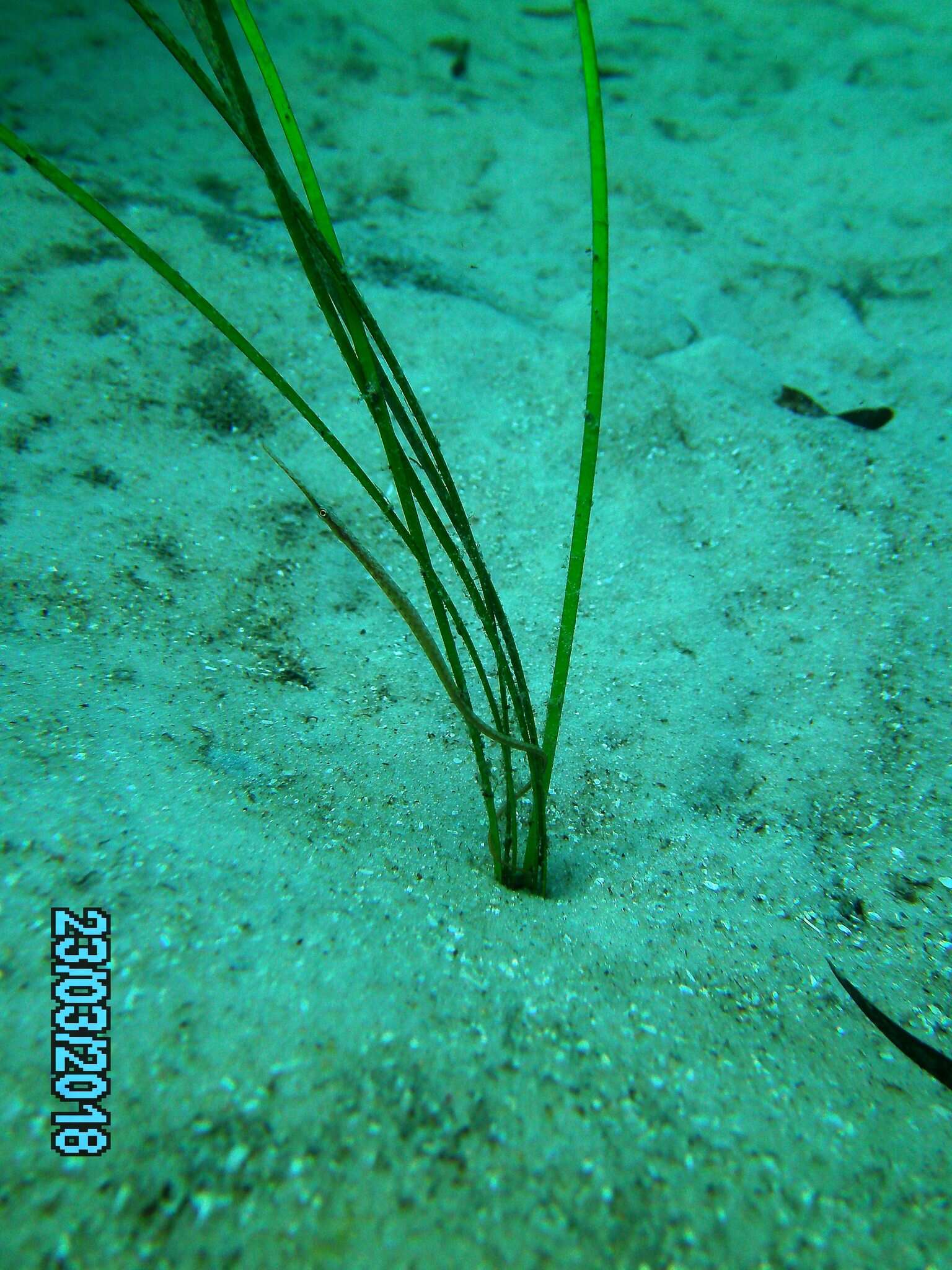 Image of Gulf pipefish