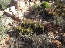 صورة Aloe melanacantha A. Berger