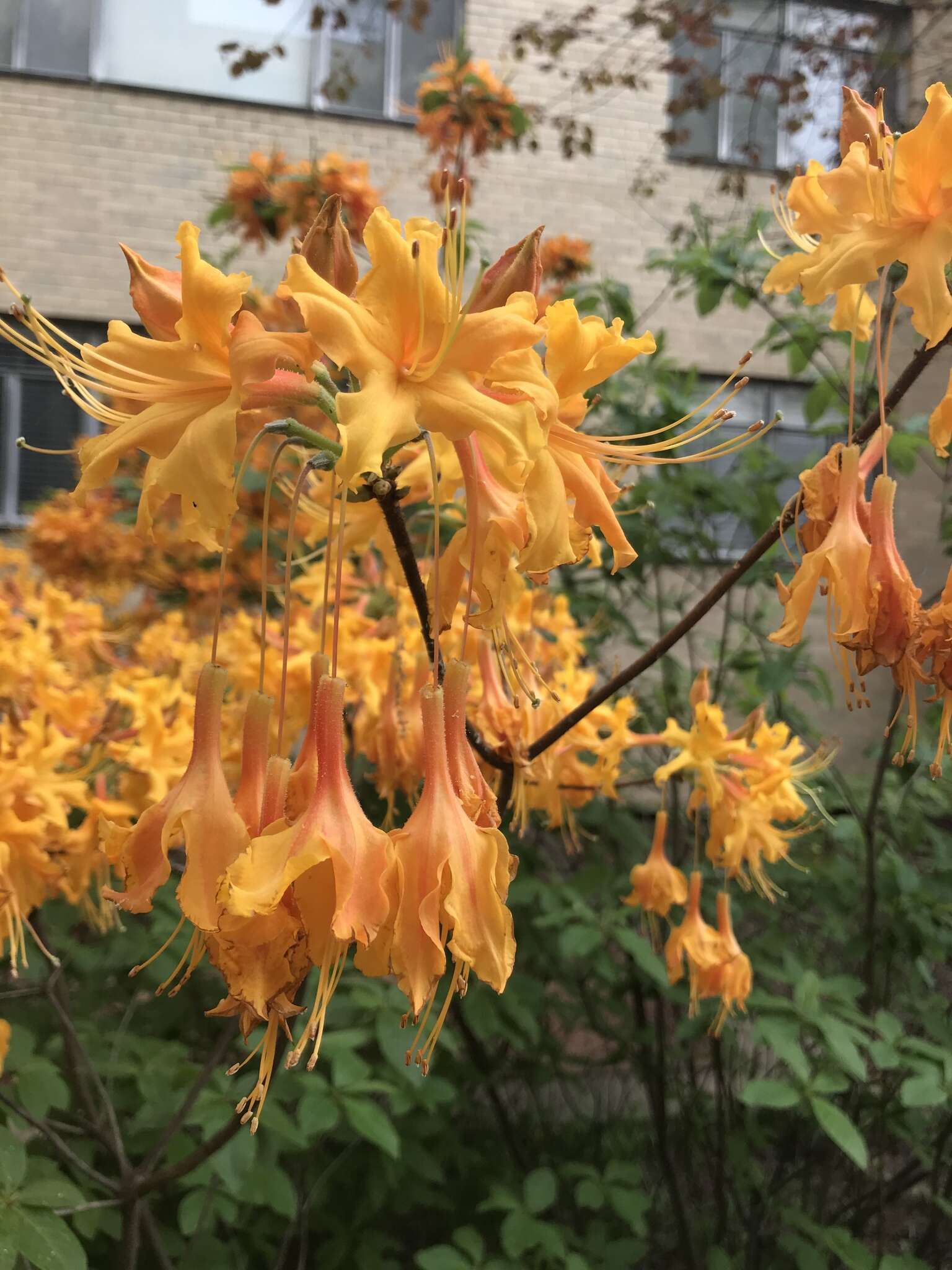 Image of flame azalea