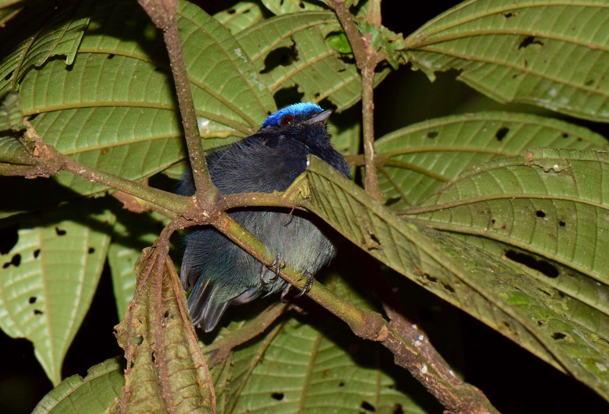 Image of Blue-crowned Manakin