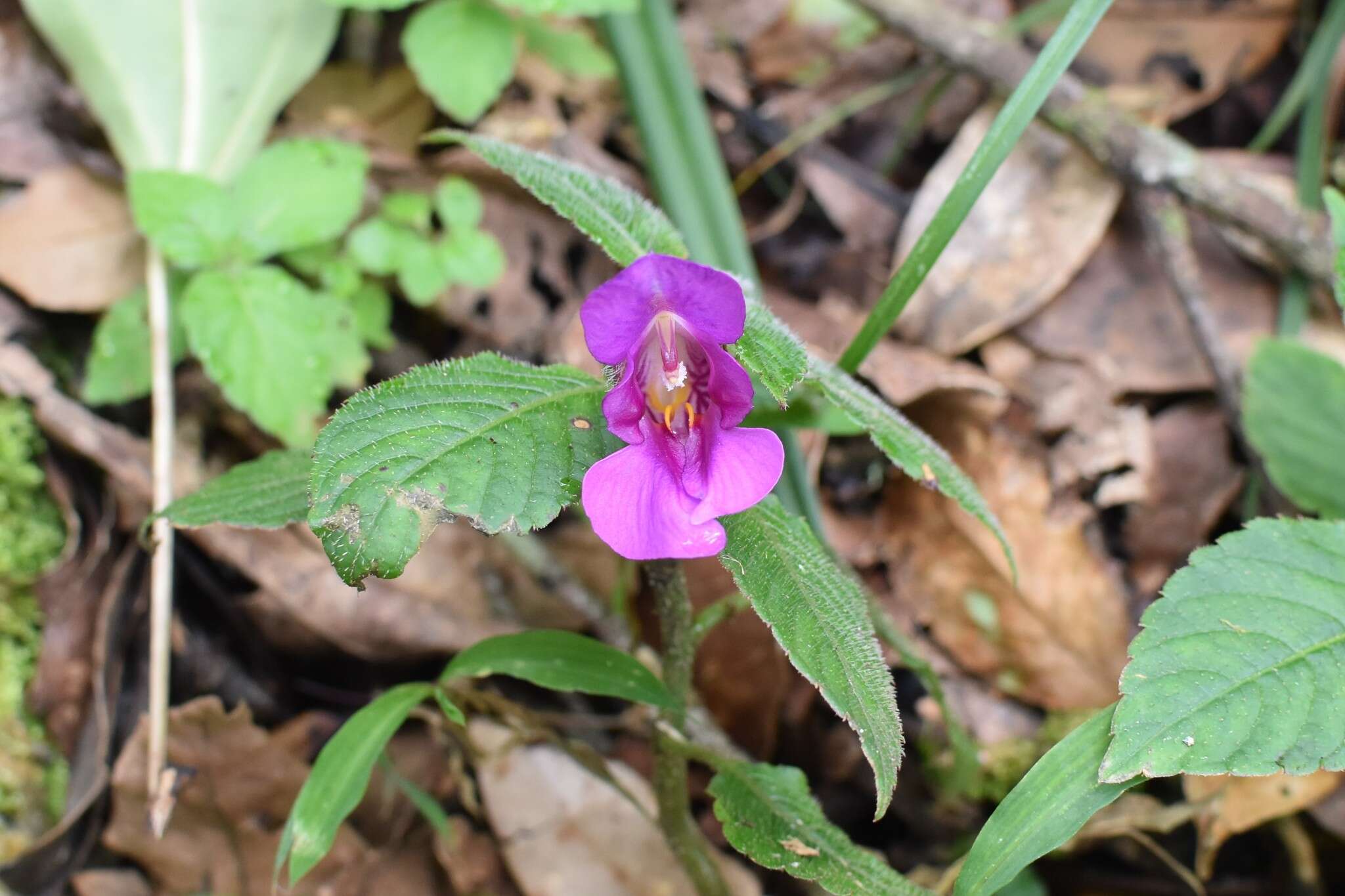 Image of Impatiens napoensis Y. L. Chen