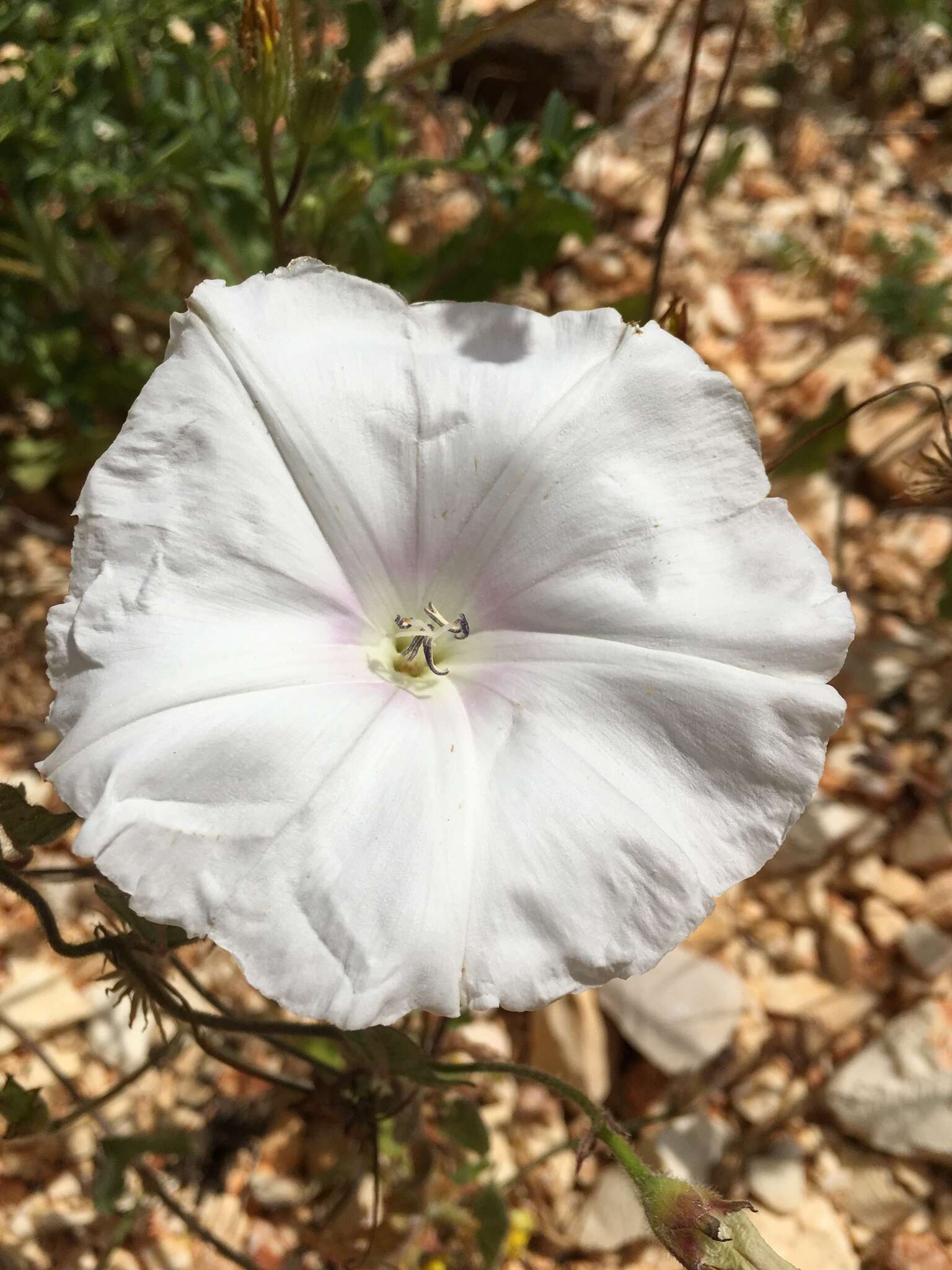 Imagem de Convolvulus betonicifolius Miller