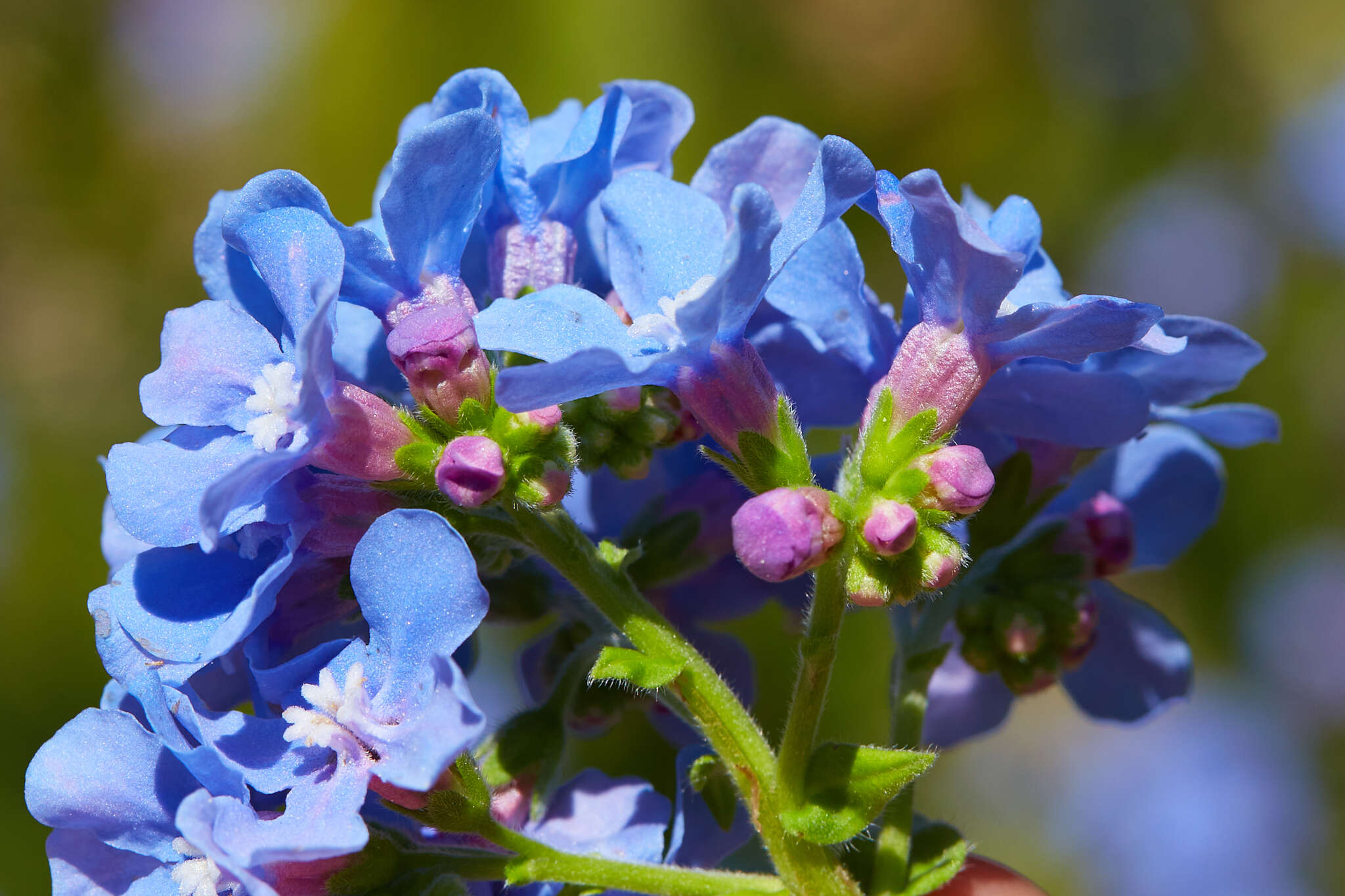 Image of velvet stickseed