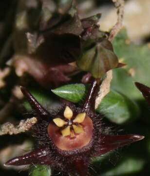 Image de Ceropegia caespitosa subsp. vestita (Meve) Bruyns