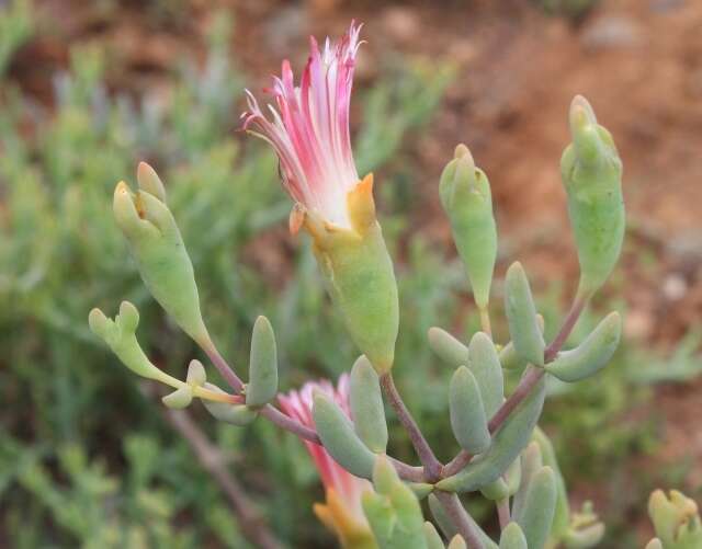 Imagem de Mesembryanthemum noctiflorum subsp. defoliatum (Haw.) Klak