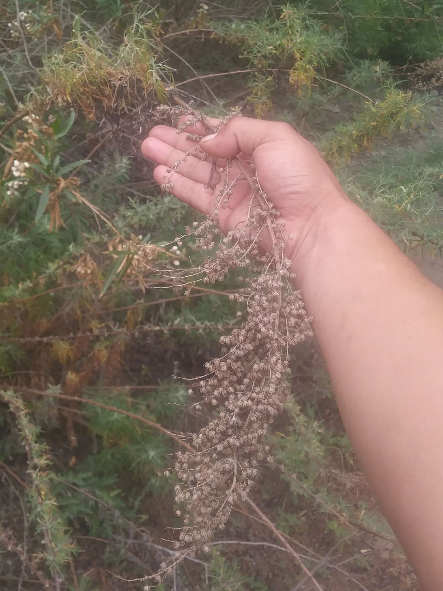 Image of San Diego sagewort