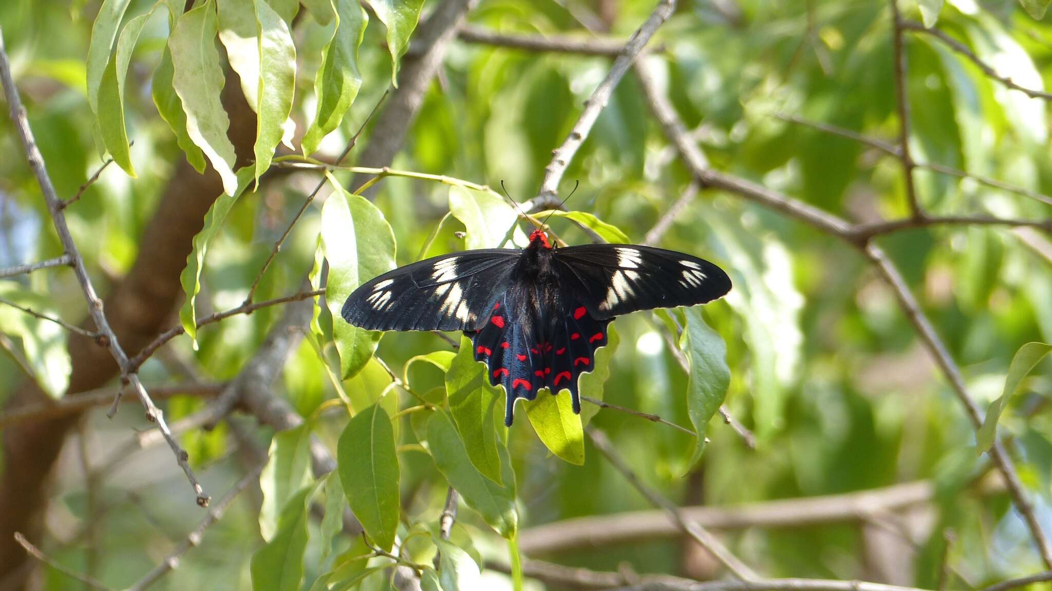 Image of Pachliopta hector (Linnaeus 1758)