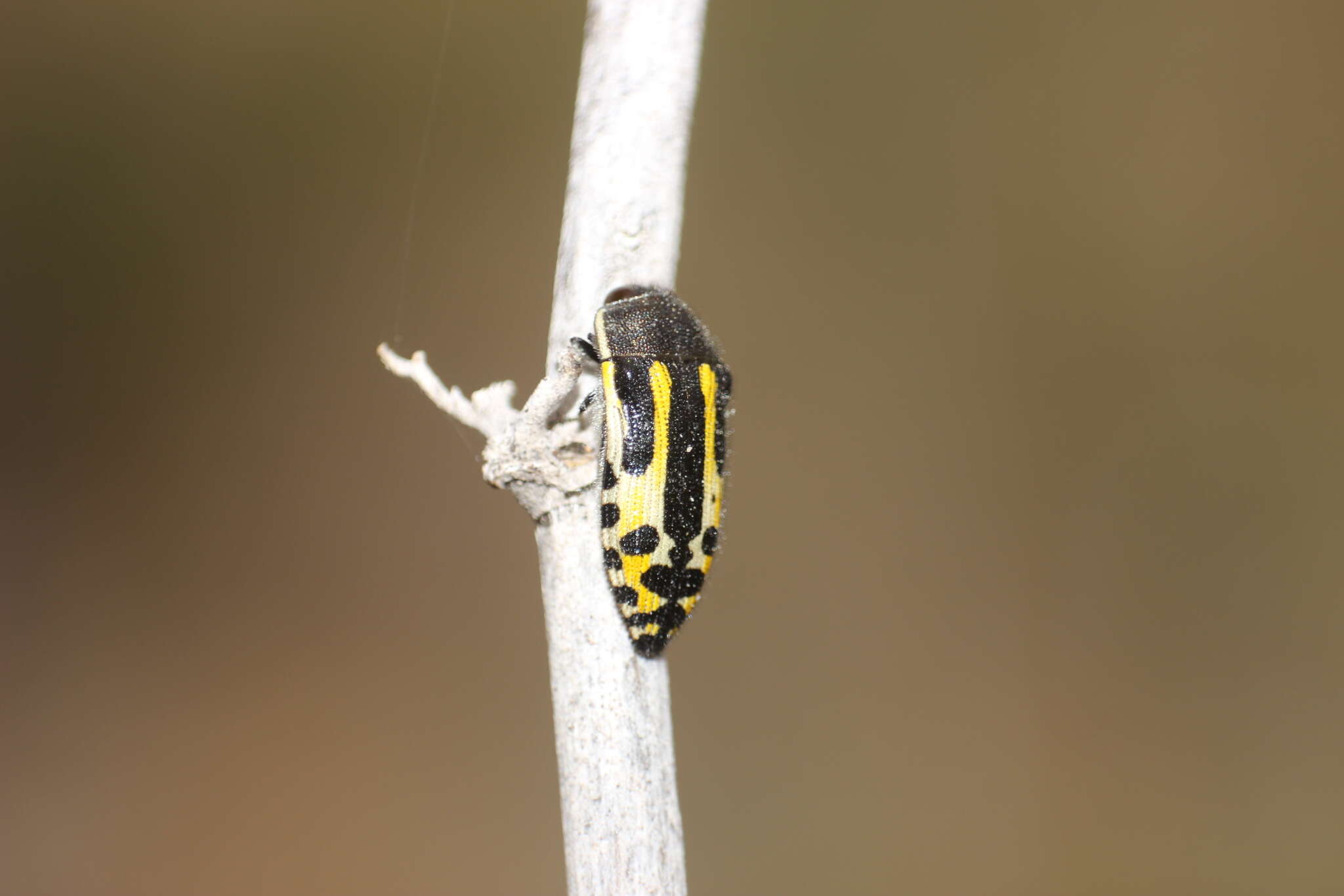 Image of Acmaeodera scalaris Mannerheim 1837