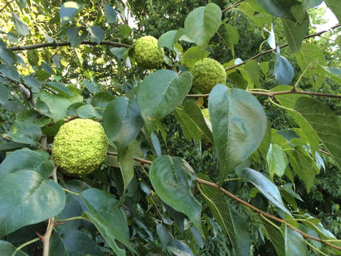 Image of Osage-orange