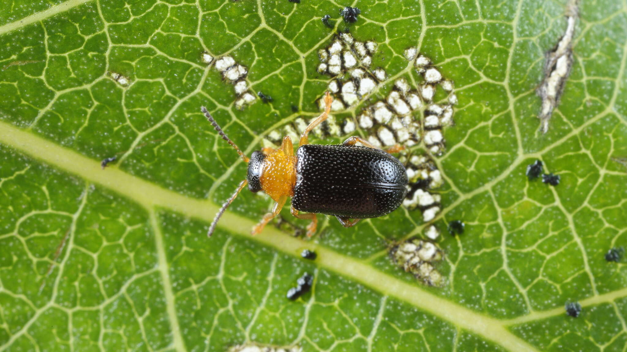 Image of Zeugophora flavicollis (Marsha 1802)