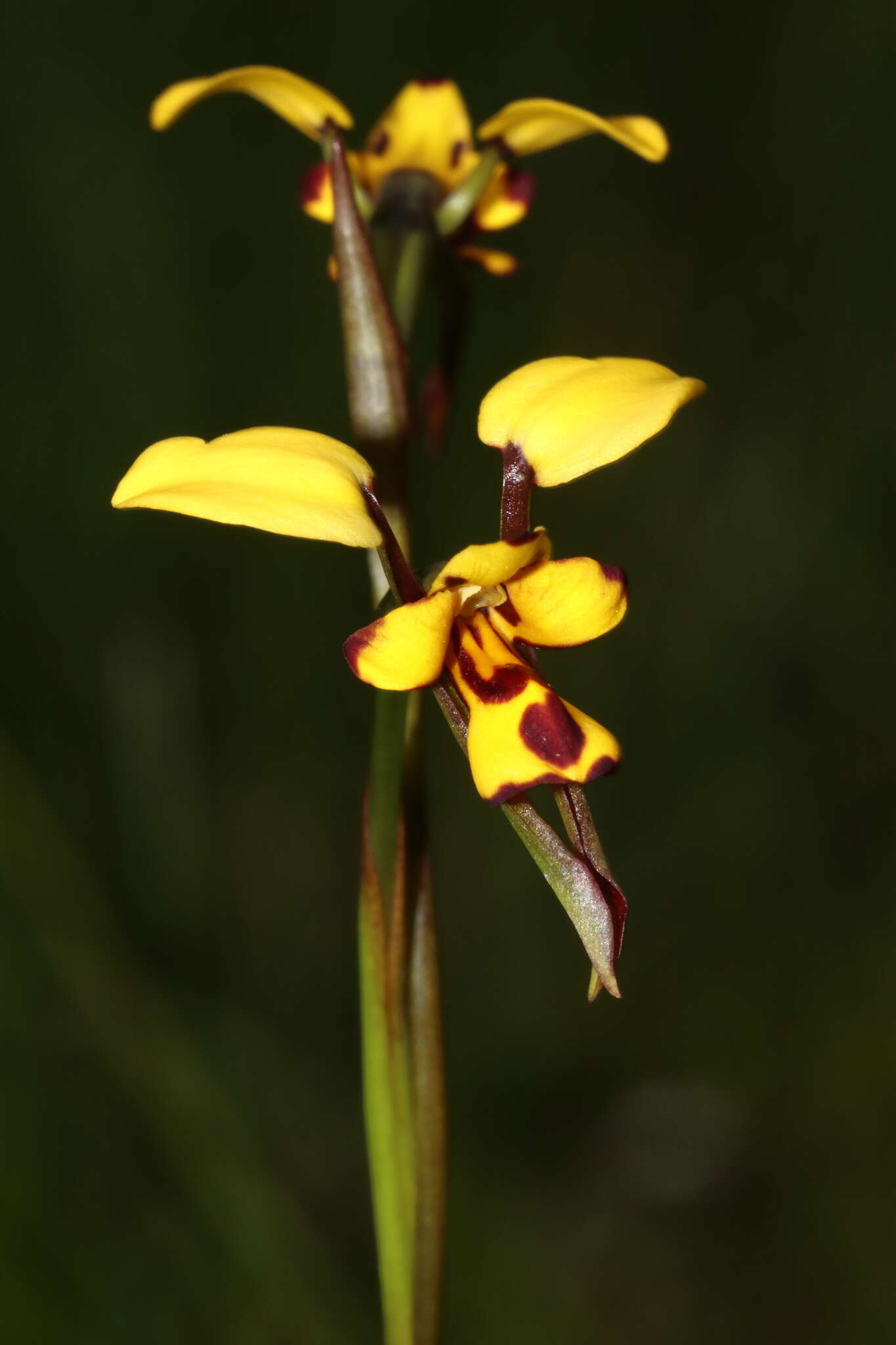 Plancia ëd Diuris laxiflora Lindl.