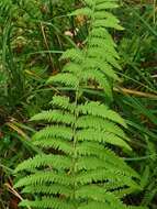 Image of Thelypteris palustris subsp. palustris