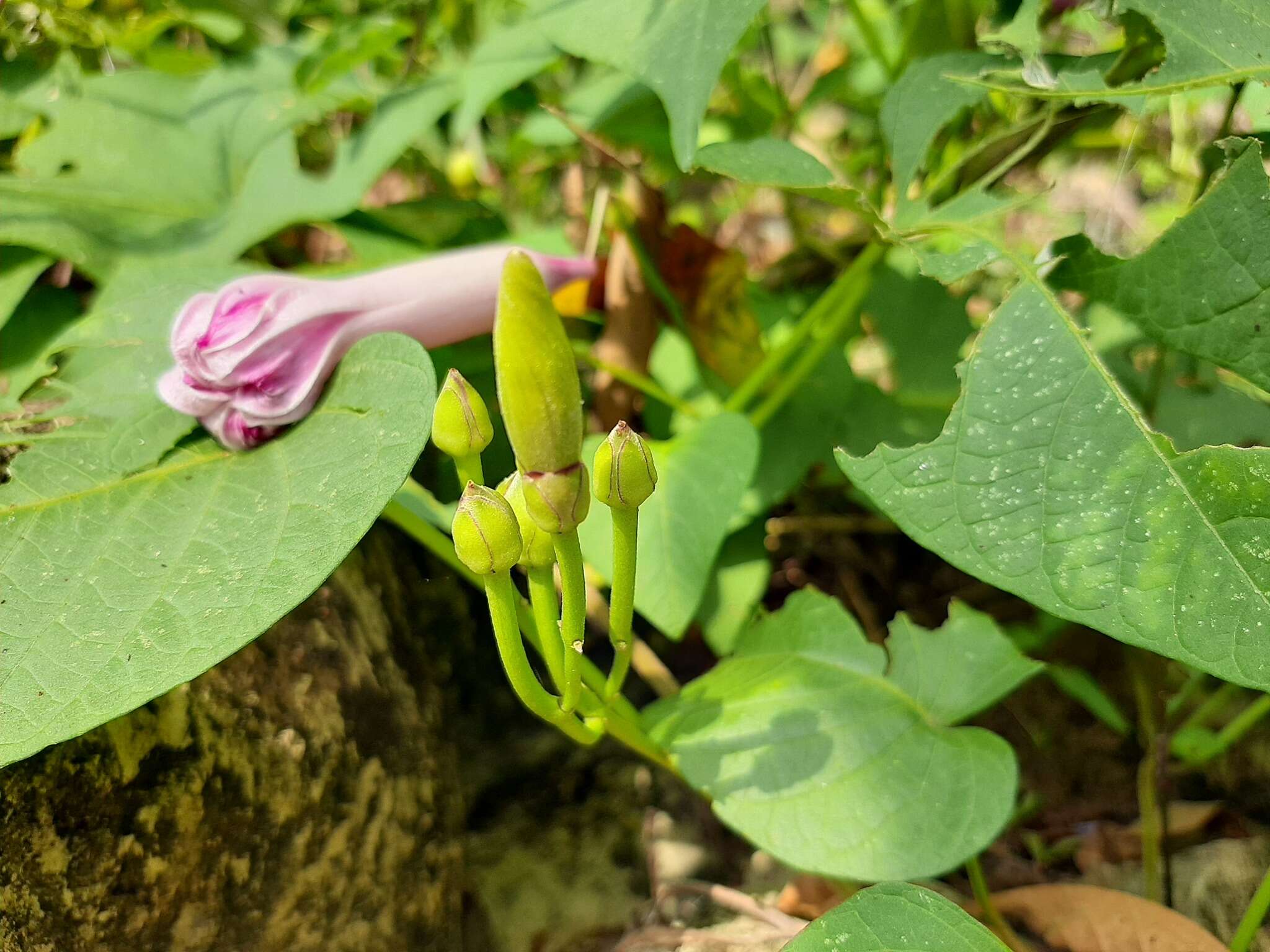 Ipomoea carnea subsp. carnea resmi