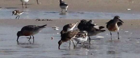 Image of Calidris canutus rufa (Wilson & A 1813)