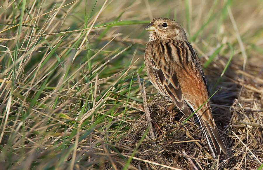 صورة Emberiza leucocephalos Gmelin & SG 1771