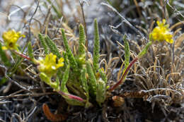 Imagem de Ivesia campestris (M. E. Jones) Rydb.