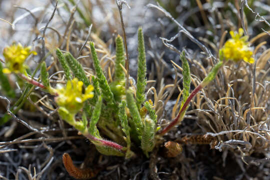 Sivun Ivesia campestris (M. E. Jones) Rydb. kuva