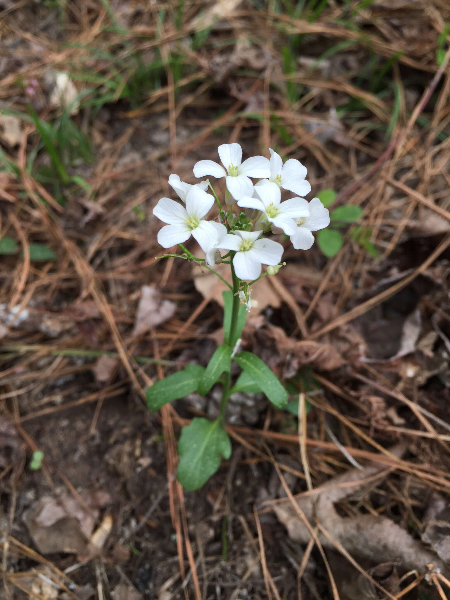 Image of bulbous bittercress