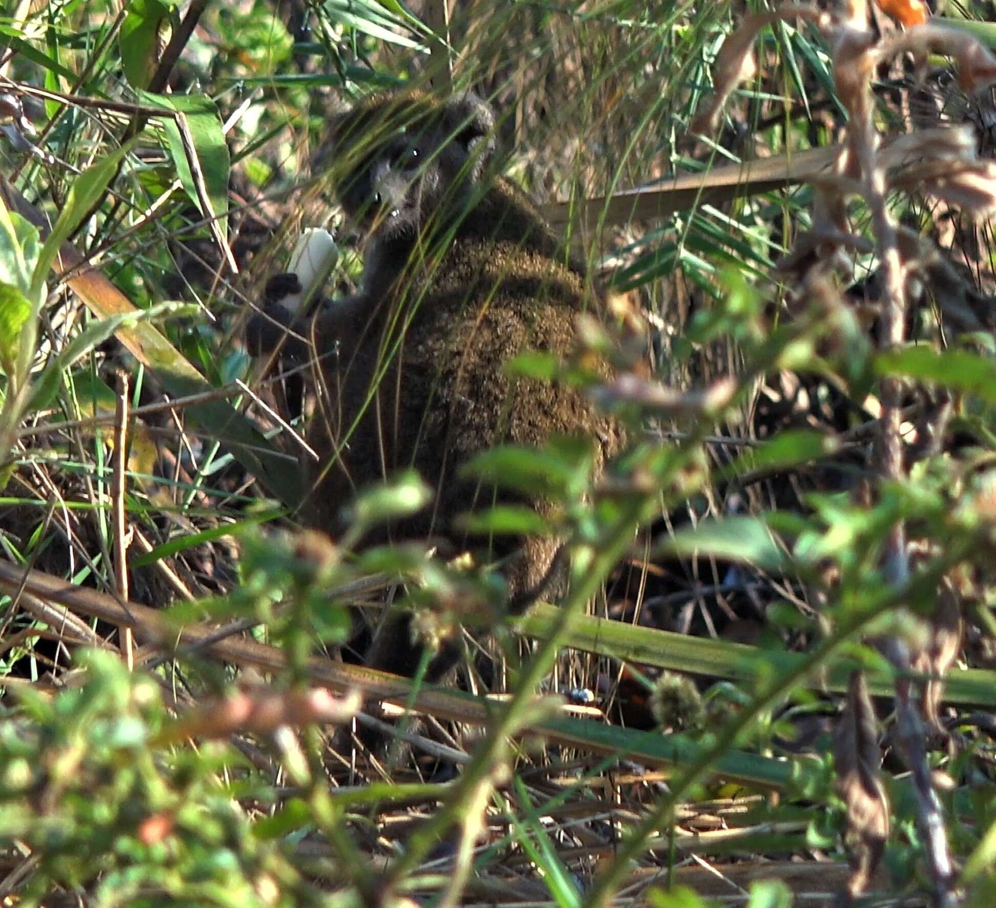 Image of Alaotra Reed Lemur