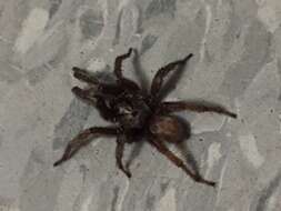 Image of Miwok Trapdoor Spider