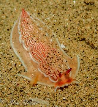 Image of Dermatobranchus rubidus (Gould 1852)