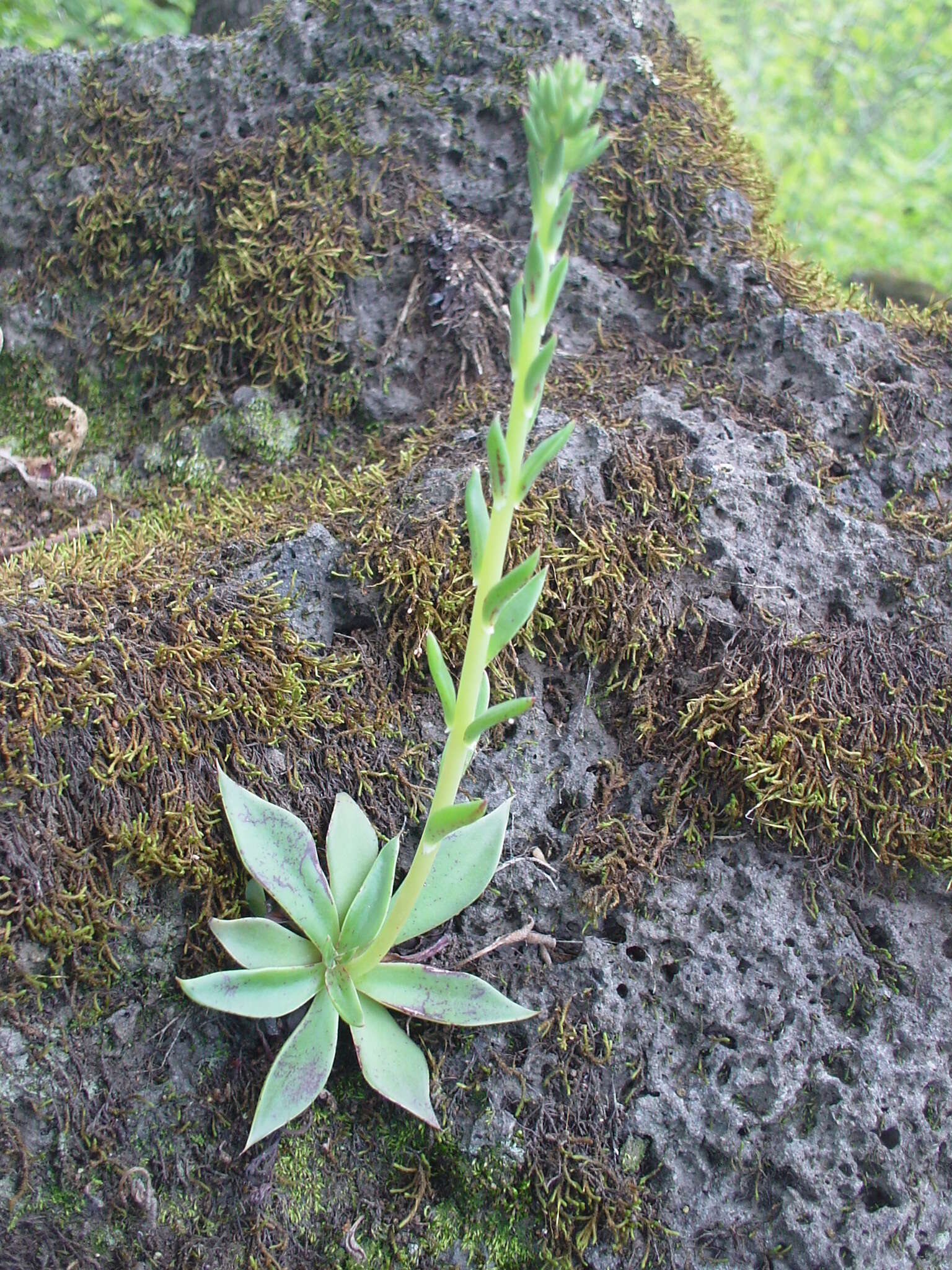 Image of Echeveria mucronata Schltdl.