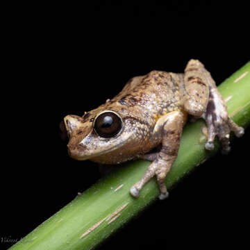 Image of Munnar bush frog