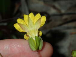 Goodenia caroliniana resmi