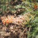 Image of Grevillea dryandri R. Br.