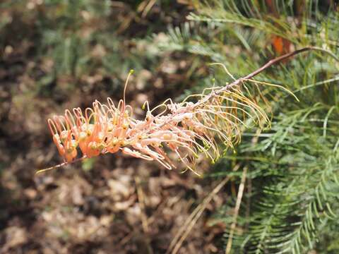 Image of Grevillea dryandri R. Br.