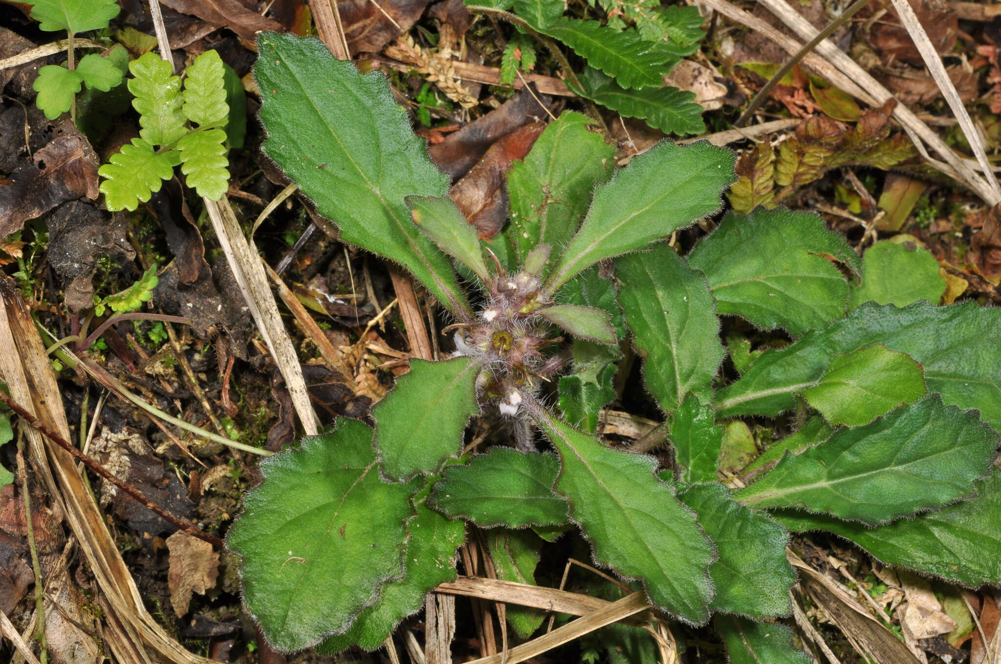 Слика од Ajuga taiwanensis Nakai ex Murata