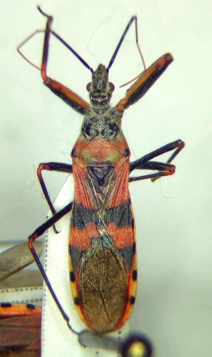 صورة Callistodema fasciata (Kolenati 1856)