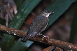 Image of Siberian Blue Robin