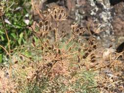 Image of Slickrock biscuitroot