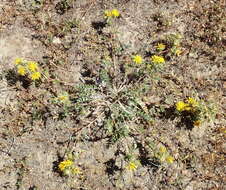 Image of Berkheya pinnatifida subsp. pinnatifida