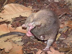 Image of Gray Short-tailed Opossum