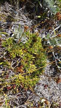 Image of Gentianella vernicosa (Cheeseman) T. N. Ho & S. W. Liu