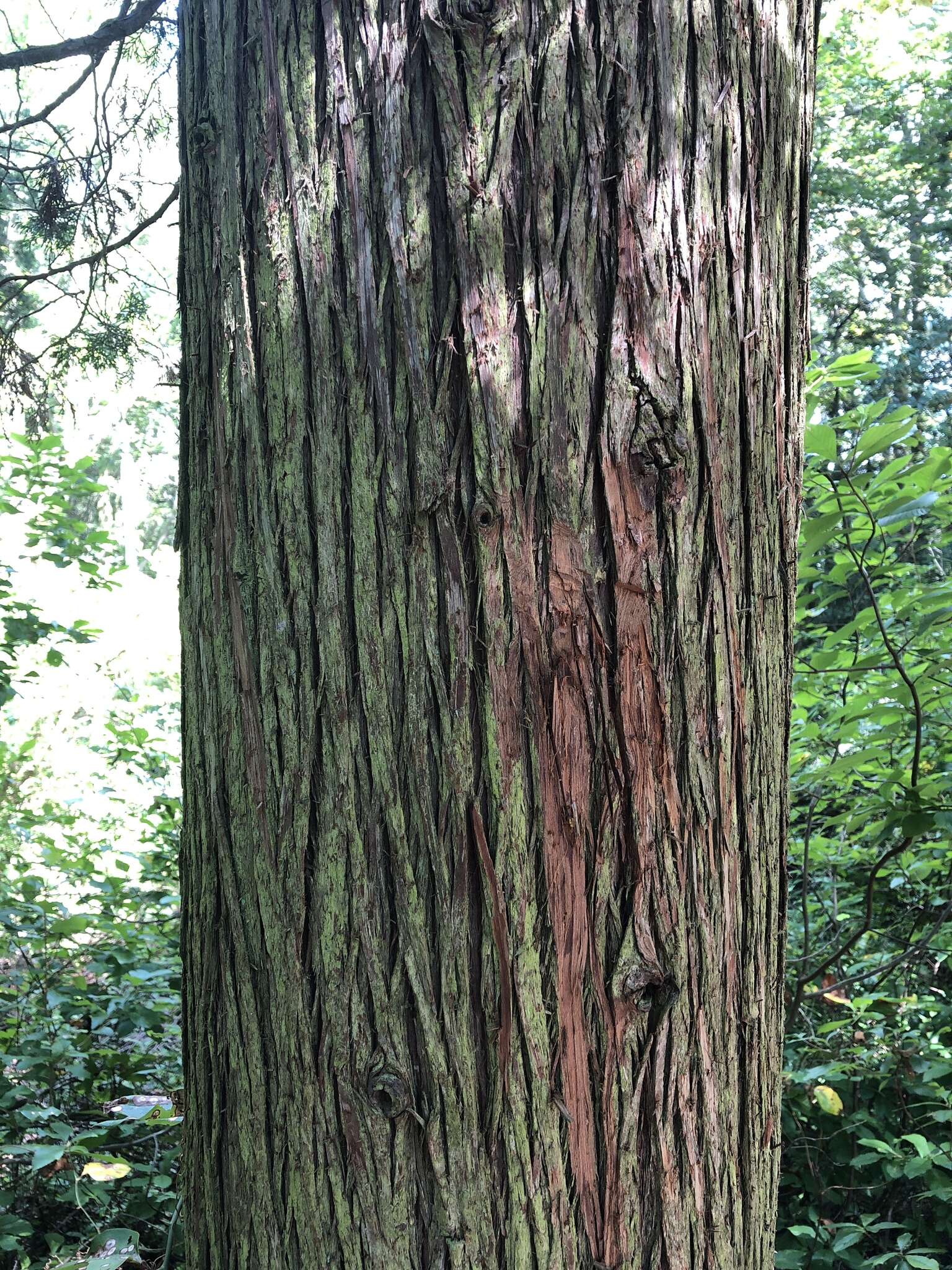 Image of Atlantic White Cedar