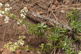 Image of Galium heldreichii Halácsy