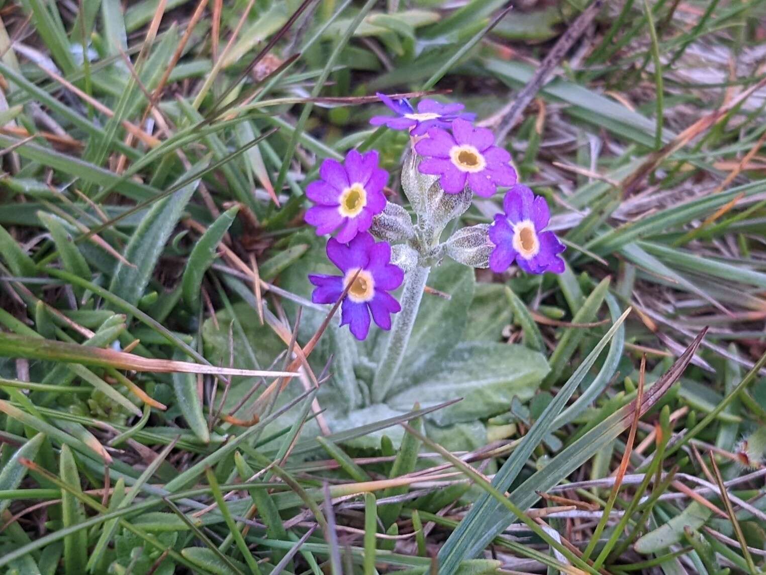 Image of Scottish primrose