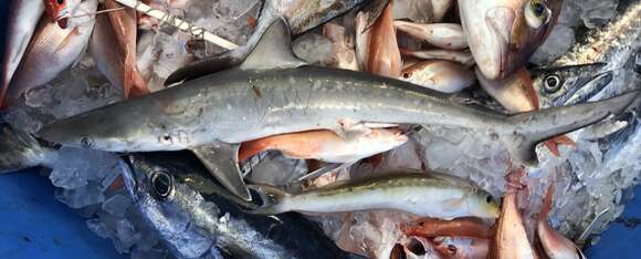 Image of Atlantic Sharpnose Shark