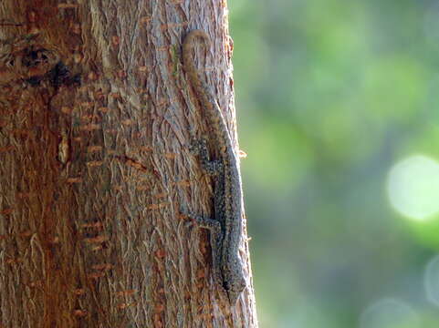 Image of Bradfield's Dwarf Gecko