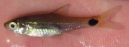 Image of Spottail barb