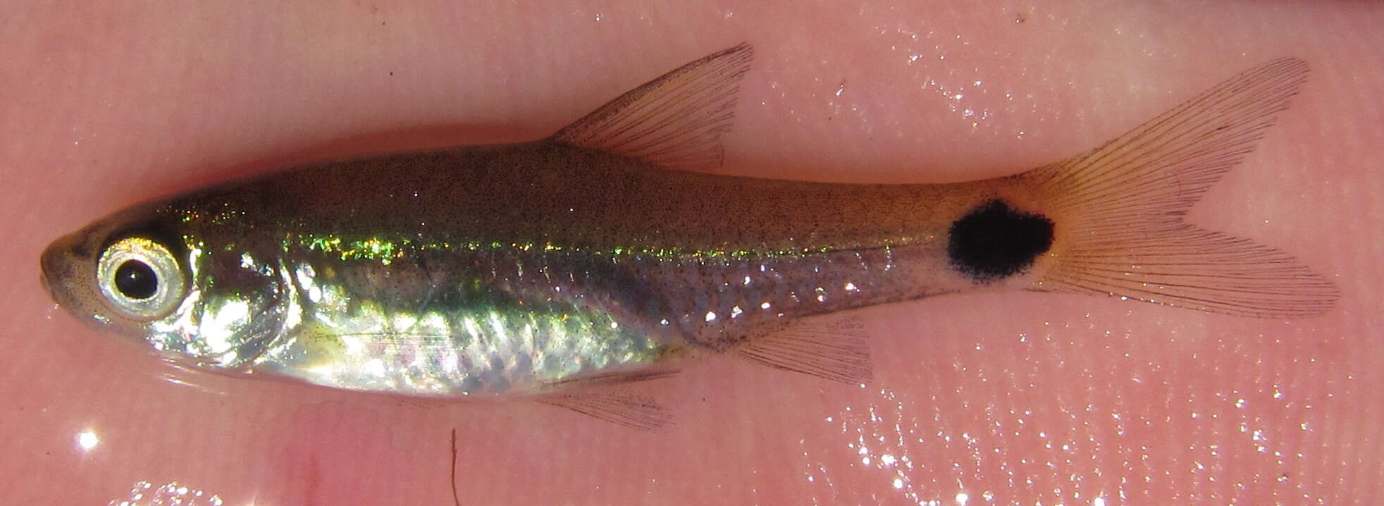 Image of Spottail barb