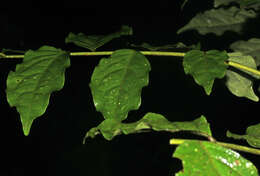 Image of Picramnia teapensis Tul.